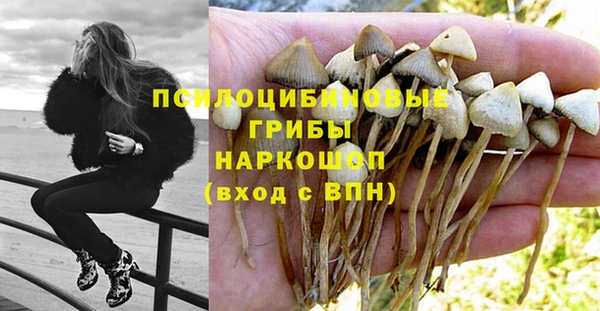 ПСИЛОЦИБИНОВЫЕ ГРИБЫ Строитель